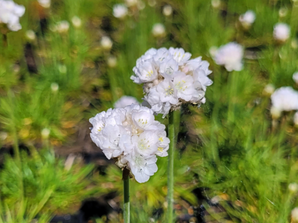Armeria maritima, weiß - (Weiße Grasnelke),